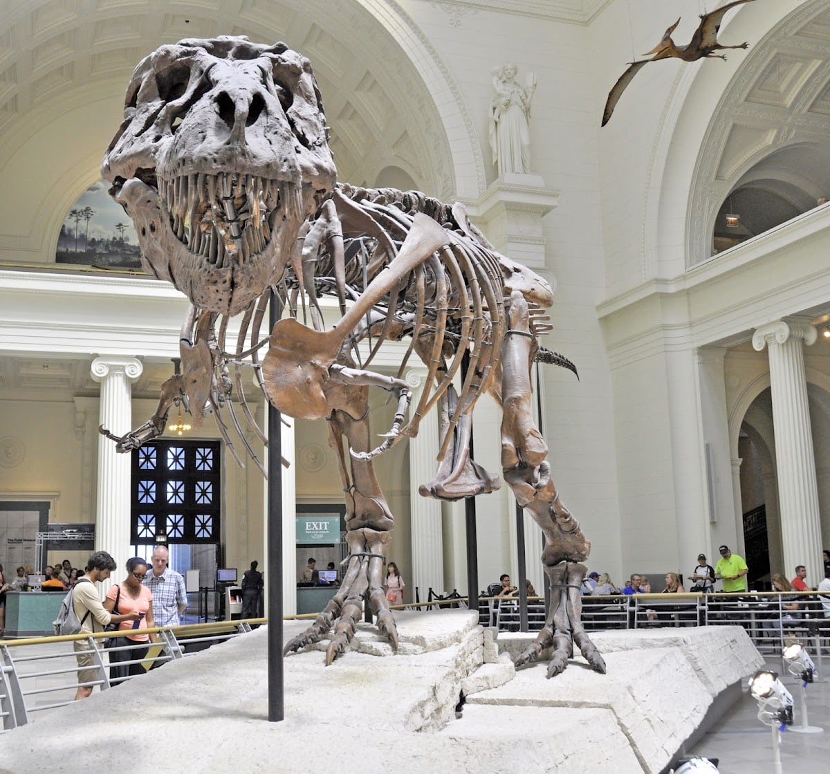 Field Museum - Museum in Chicago