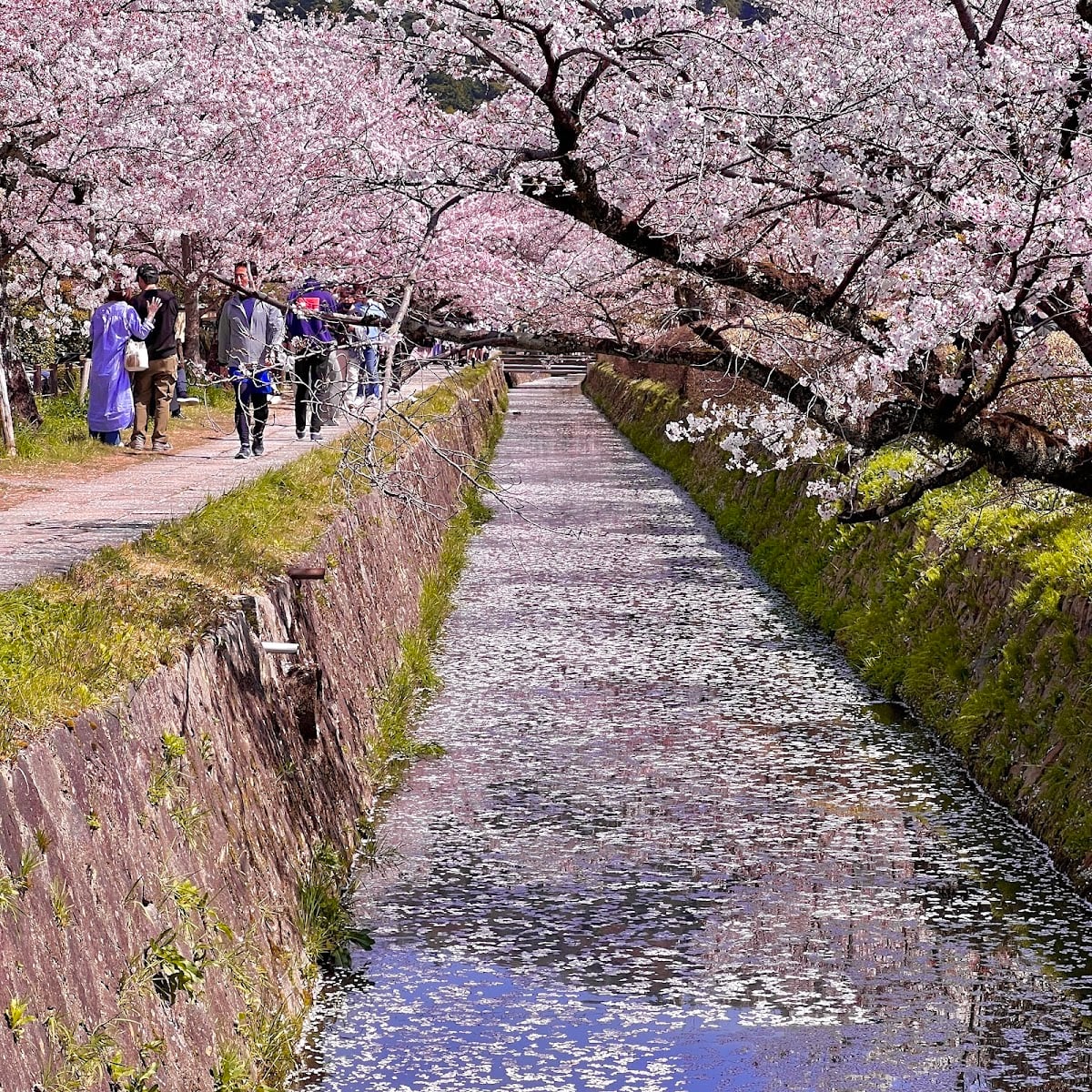 Philosopher's Path at Dawn - scenic walk in Kyoto