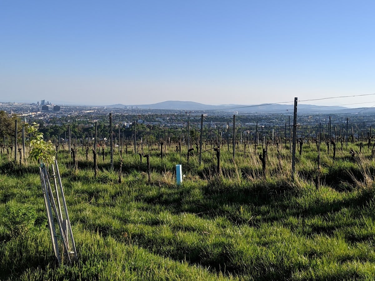 Winery and Buschenschank Koller - Heuriger em Viena